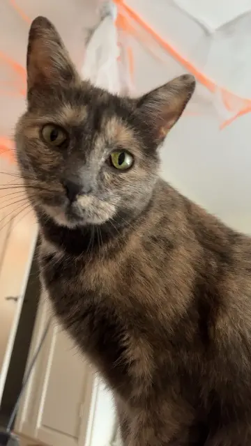 chatte lost    Nancy Zuko