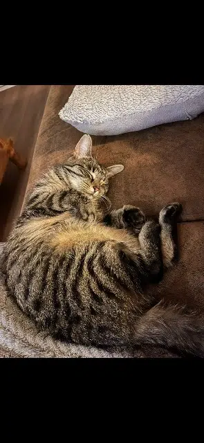 chatte lost   54910 Valleroy Naya