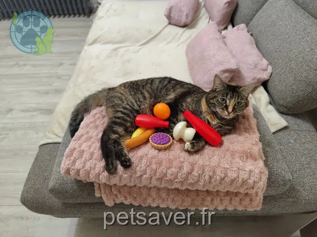 Katze lost 54430 Réhon Nina