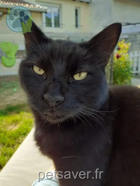 chatte lost 54570 Lay-Saint-Remy Nina