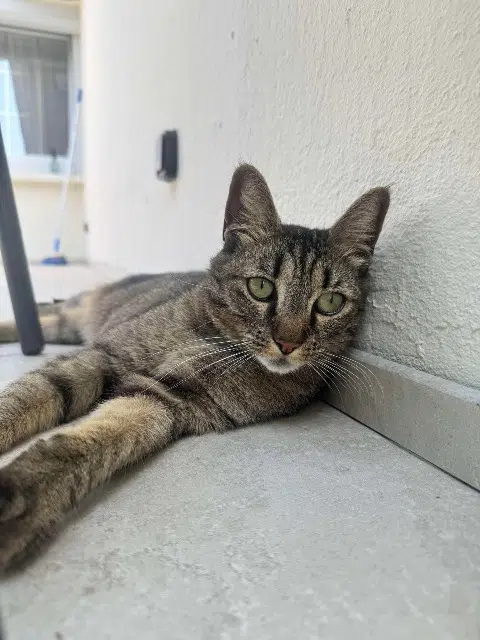 chatte lost   54300 Chanteheux Olie