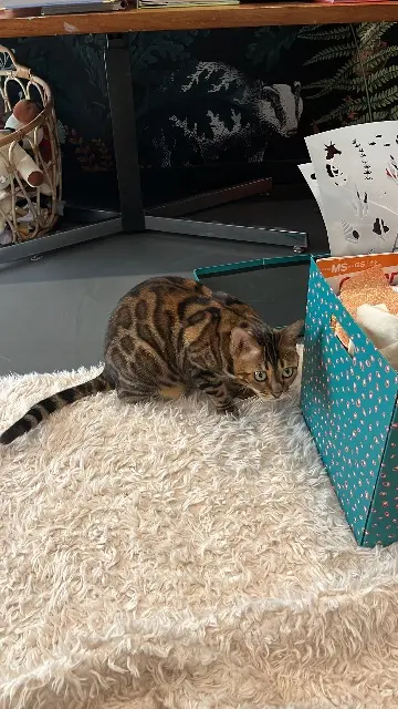 chatte lost   54410 Laneuveville-devant-Nancy Oslo