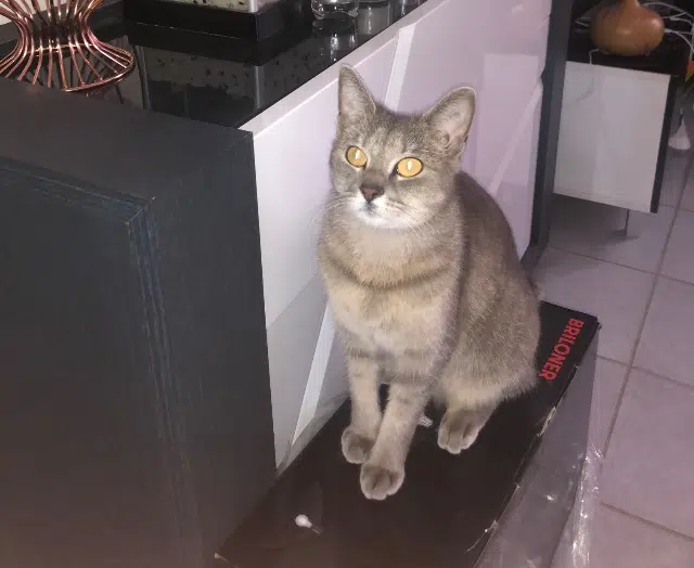 chatte lost   54860 Haucourt-Moulaine Oxa