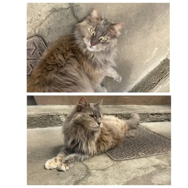 chatte lost   54110 Dombasle-sur-Meurthe Pandora