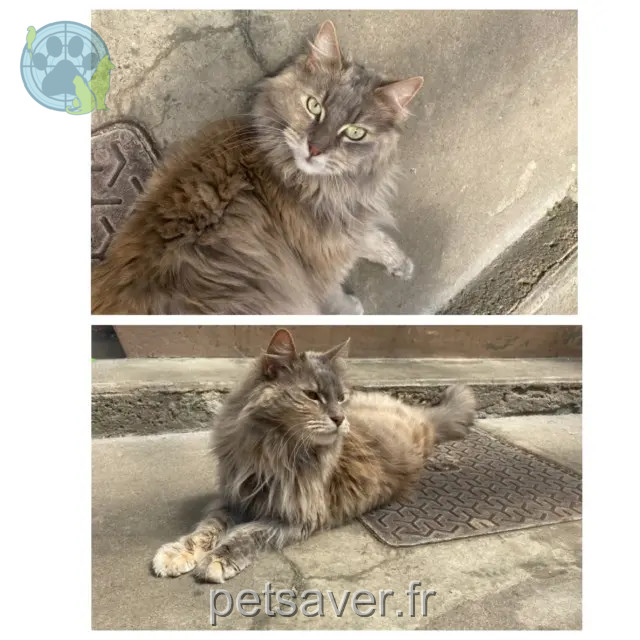 chatte perdue 54110 Dombasle-sur-Meurthe Pandora chatte lost 54110 Dombasle-sur-Meurthe Pandora