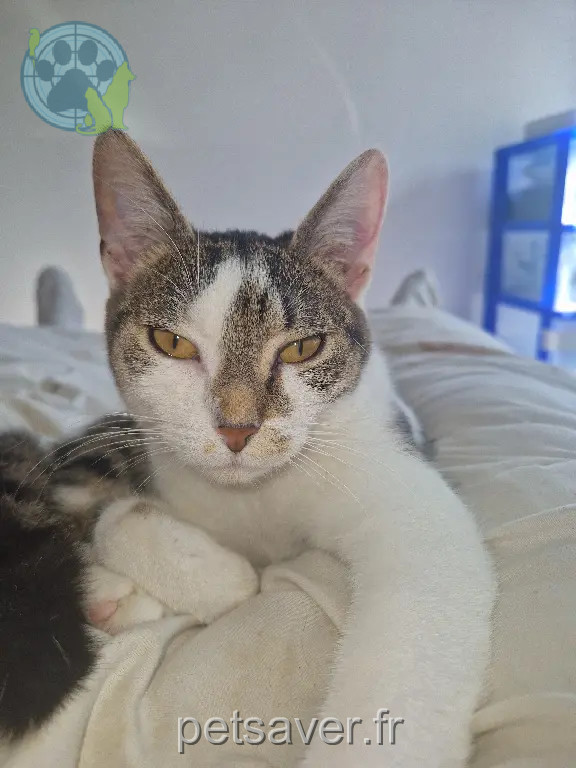 Chatte Perdue 54 Meurthe-et-Moselle - Pepete Chatte Perdue 54 Meurthe-et-Moselle - Pepete