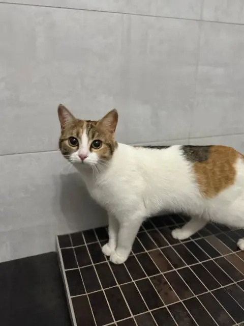 chatte lost   54210 Saint-Nicolas-de-Port Peyrle