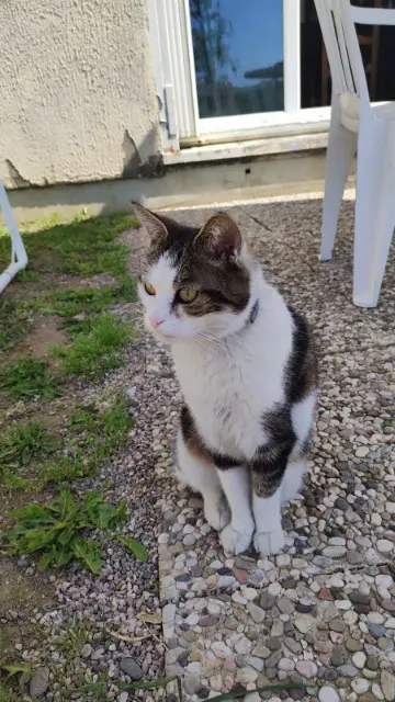 chatte lost   54115 Favières Phibi
