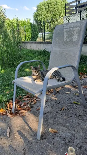 chatte lost   54280 Brin-sur-Seille Plume