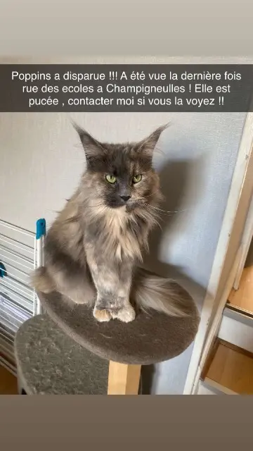 chatte lost   54250 Champigneulles Poppins