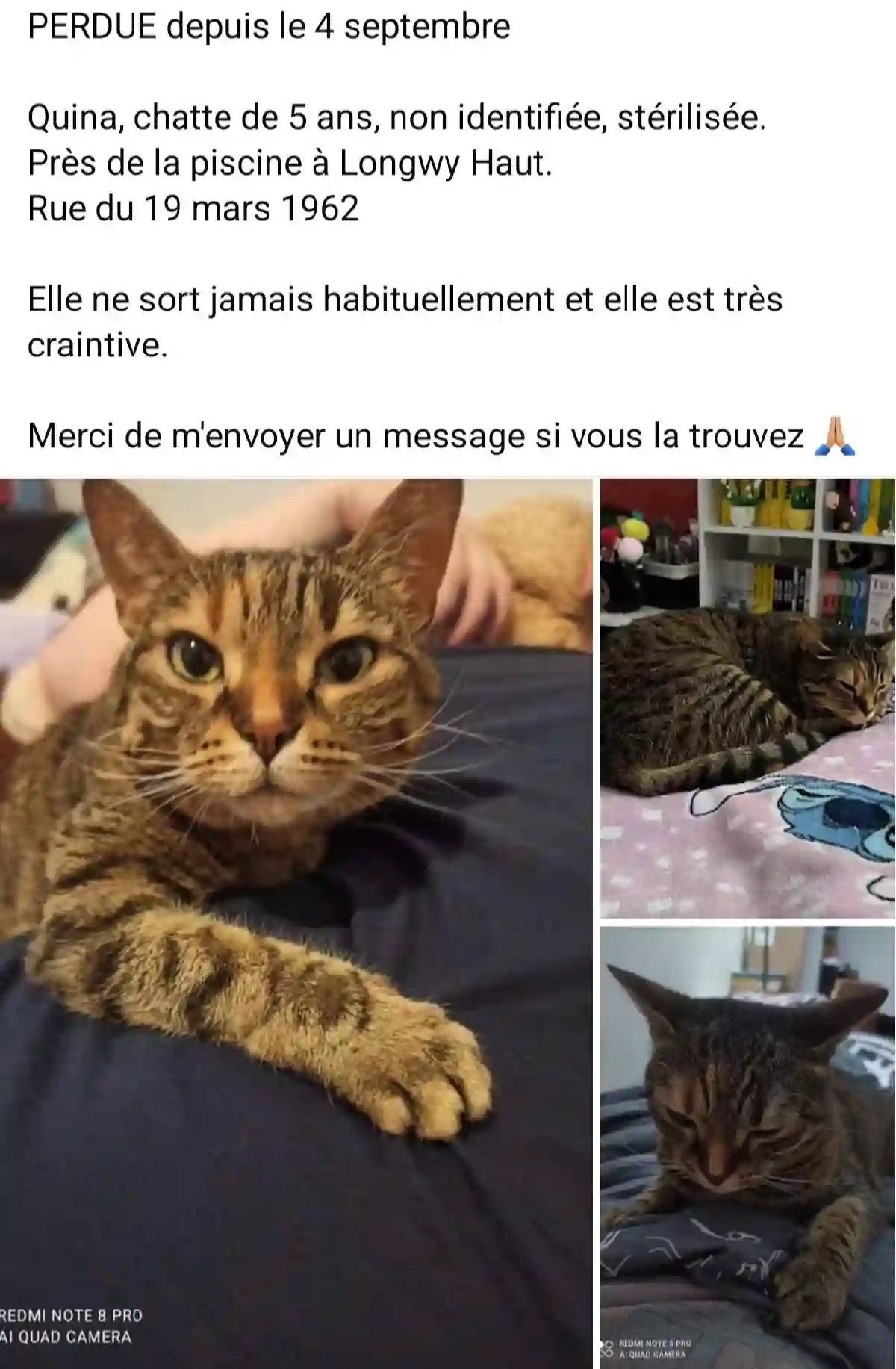 Chatte Perdue 54 Meurthe-et-Moselle - Quina Chatte Perdue 54 Meurthe-et-Moselle - Quina