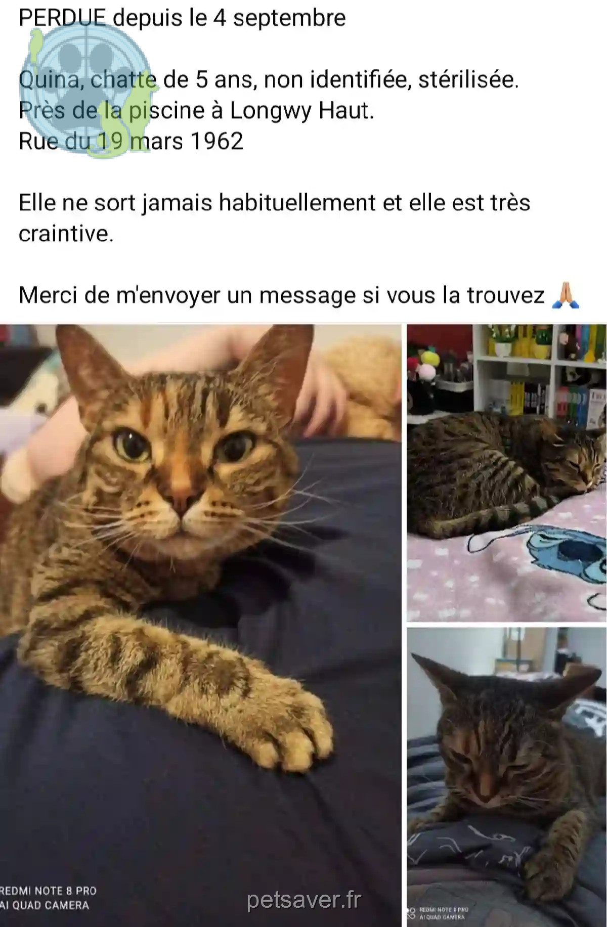 Chatte Perdue 54 Meurthe-et-Moselle - Quina Chatte Perdue 54 Meurthe-et-Moselle - Quina