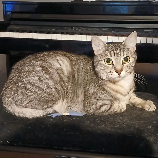 chatte lost   54300 Lunéville River