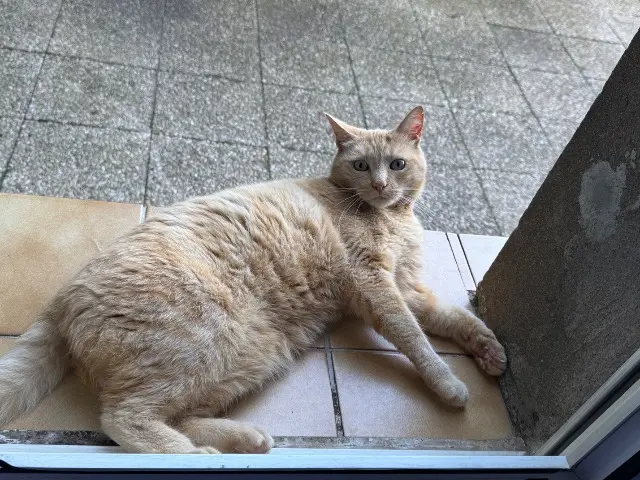 chatte lost   54240 Jœuf Rosie