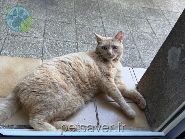 chatte perdue 54240 Jœuf Rosie chatte lost 54240 Jœuf Rosie