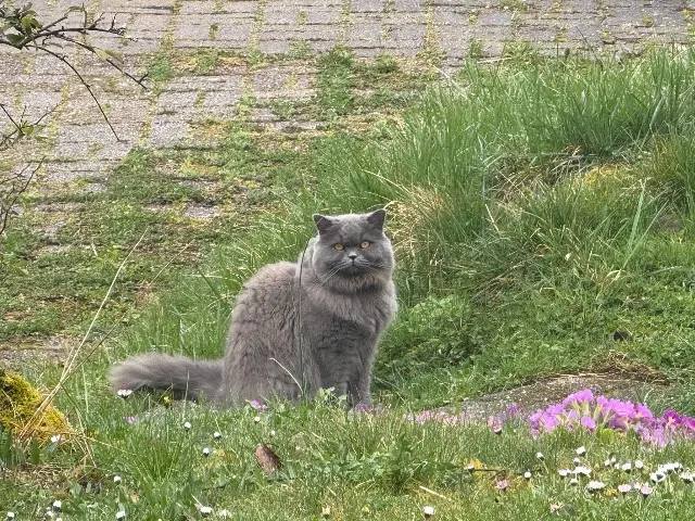 chatte lost   54570 Foug Sasha