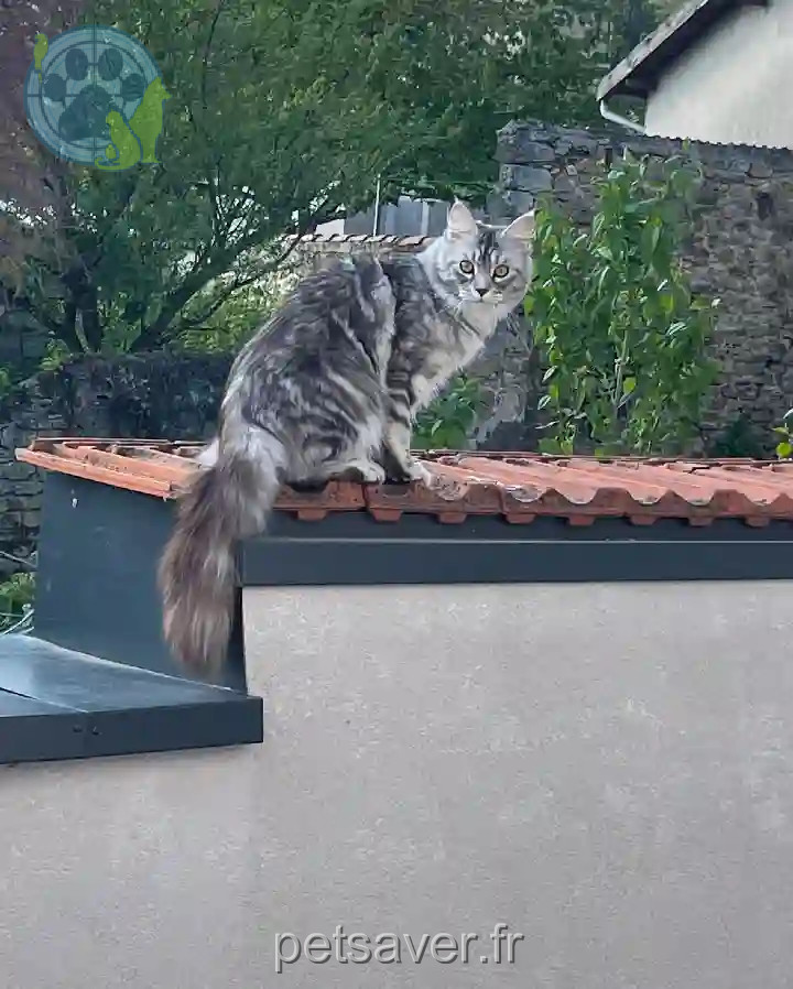 Chatte Perdue 54 Meurthe-et-Moselle - Shipie Chatte Perdue 54 Meurthe-et-Moselle - Shipie