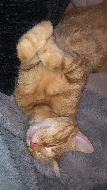 chatte lost   54300 Lunéville Shiva