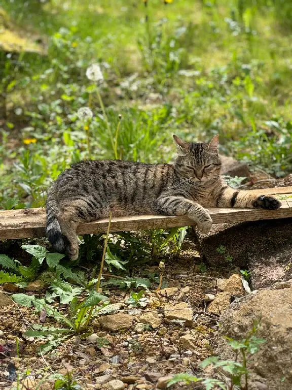 Chatte Perdue 54 Meurthe-et-Moselle - Soja Chatte Perdue 54 Meurthe-et-Moselle - Soja