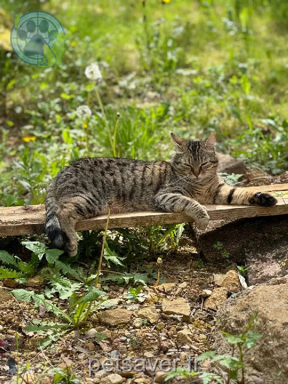 Chatte Perdue 54 Meurthe-et-Moselle - Soja Chatte Perdue 54 Meurthe-et-Moselle - Soja