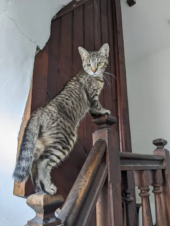 Chatte Perdue 54 Meurthe-et-Moselle - Sparrounette Chatte Perdue 54 Meurthe-et-Moselle - Sparrounette
