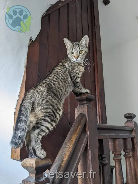 Chatte Perdue 54 Meurthe-et-Moselle - Sparrounette Chatte Perdue 54 Meurthe-et-Moselle - Sparrounette