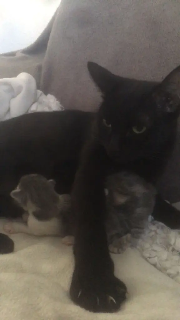 Chatte Perdue 54 Meurthe-et-Moselle - Stella Chatte Perdue 54 Meurthe-et-Moselle - Stella