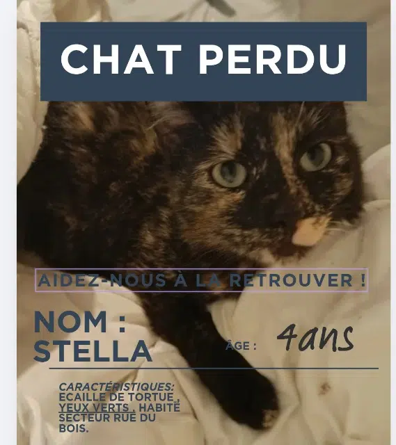 chatte lost   54450 Ancerviller Stella
