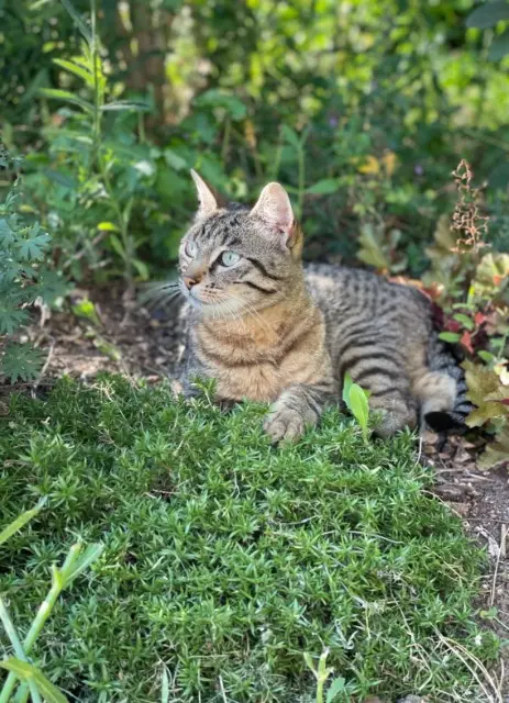 kat vermist 54710 Ludres Sushi kat lost 54710 Ludres Sushi