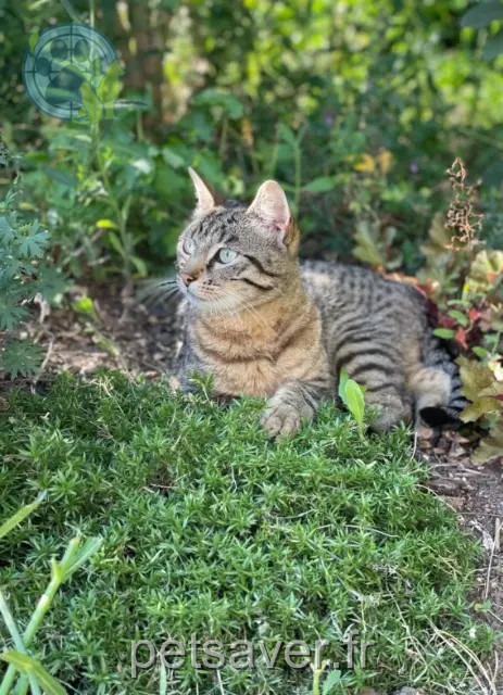 chatte perdue 54710 Ludres Sushi chatte lost 54710 Ludres Sushi
