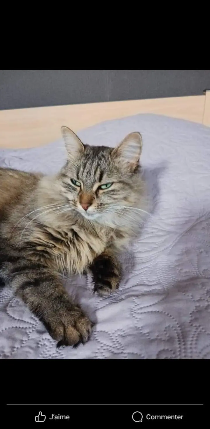 Chatte Perdue 54 Meurthe-et-Moselle - Suzy Chatte Perdue 54 Meurthe-et-Moselle - Suzy