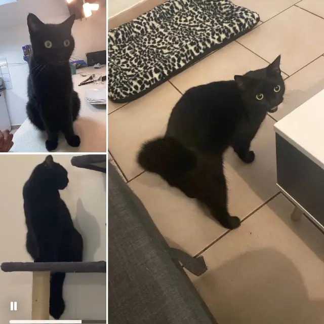 chatte lost   54530 Pagny-sur-Moselle Tchikita