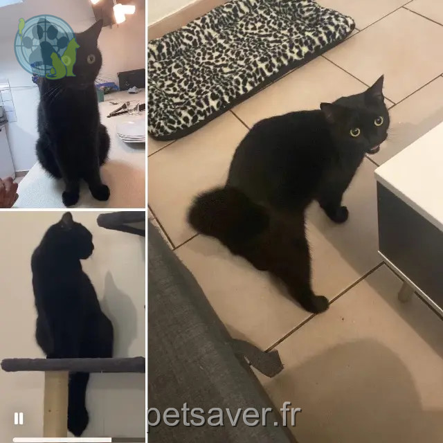 gatta persa 54530 Pagny-sur-Moselle Tchikita gatta lost 54530 Pagny-sur-Moselle Tchikita