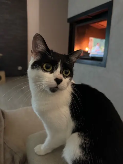 chatte lost   54122 Glonville Tina