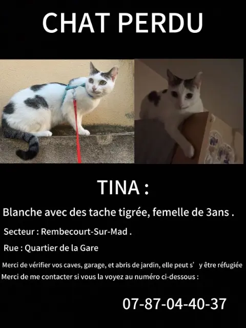chatte lost   54470 Rembercourt-sur-Mad Tina