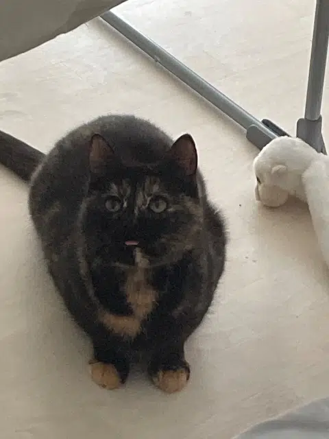 chatte lost   54500 Vandœuvre-lès-Nancy Titi