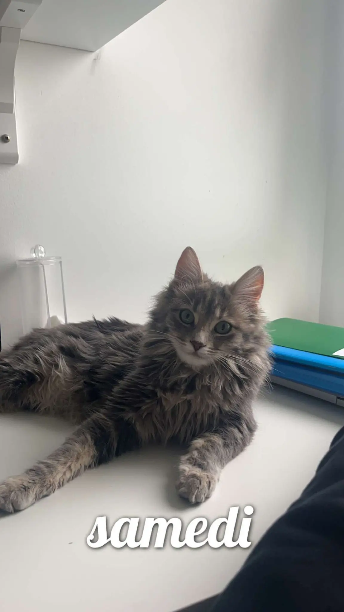 Chatte Perdue 54 Meurthe-et-Moselle - Titi Chatte Perdue 54 Meurthe-et-Moselle - Titi