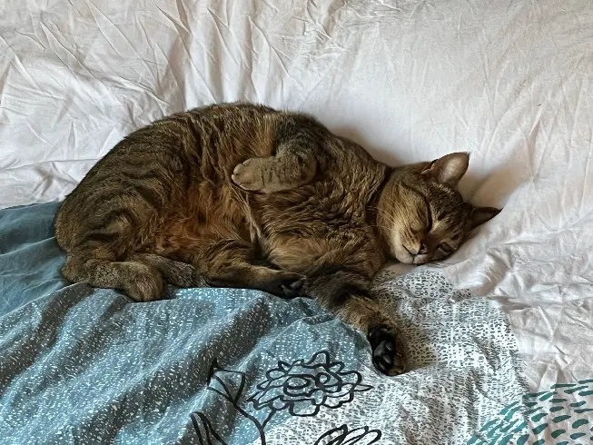 Chatte Perdue 54 Meurthe-et-Moselle Chatte Perdue 54 Meurthe-et-Moselle