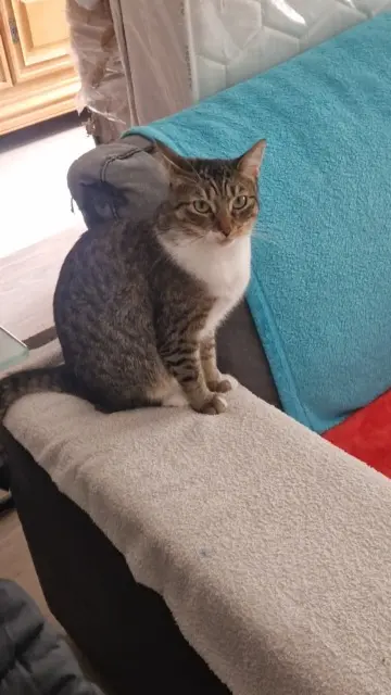 chatte lost   54810 Longlaville Ultia