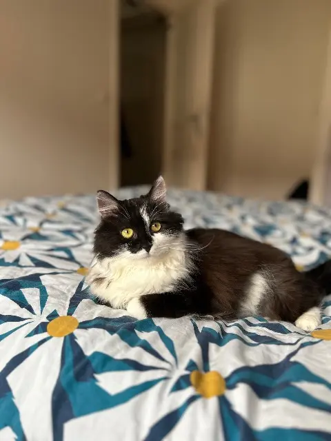 kat vermist 54500 Vandœuvre-lès-Nancy Ushi kat lost 54500 Vandœuvre-lès-Nancy Ushi