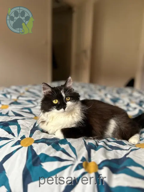 Katze vermisst 54500 Vandœuvre-lès-Nancy Ushi Katze lost 54500 Vandœuvre-lès-Nancy Ushi