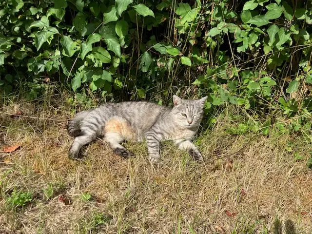 chatte lost    Val de Briey Dondon