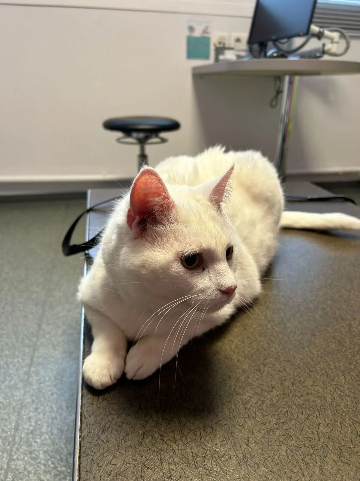 Chatte Perdue 54 Meurthe-et-Moselle - Valentine Chatte Perdue 54 Meurthe-et-Moselle - Valentine