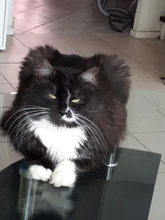 Chatte Perdue 54 Meurthe-et-Moselle - Virgule Chatte Perdue 54 Meurthe-et-Moselle - Virgule
