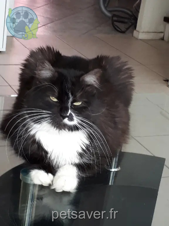 Chatte Perdue 54 Meurthe-et-Moselle - Virgule Chatte Perdue 54 Meurthe-et-Moselle - Virgule
