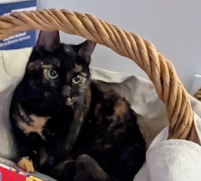 chatte lost   54500 Vandœuvre-lès-Nancy Wanda