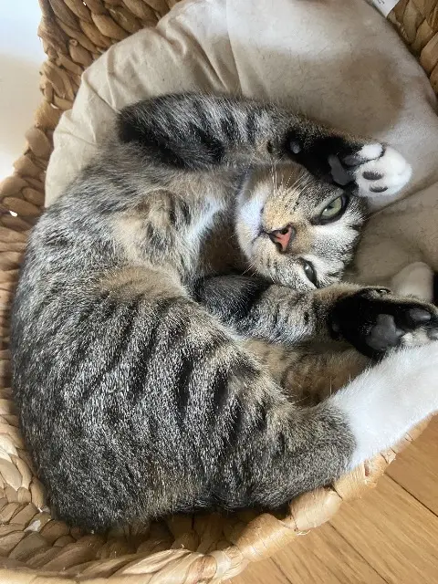 chatte lost   54580 Auboué Xena