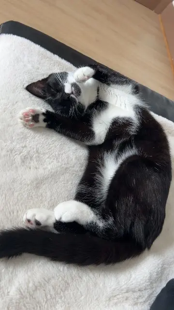 chatte lost   54360 Damelevières Zira