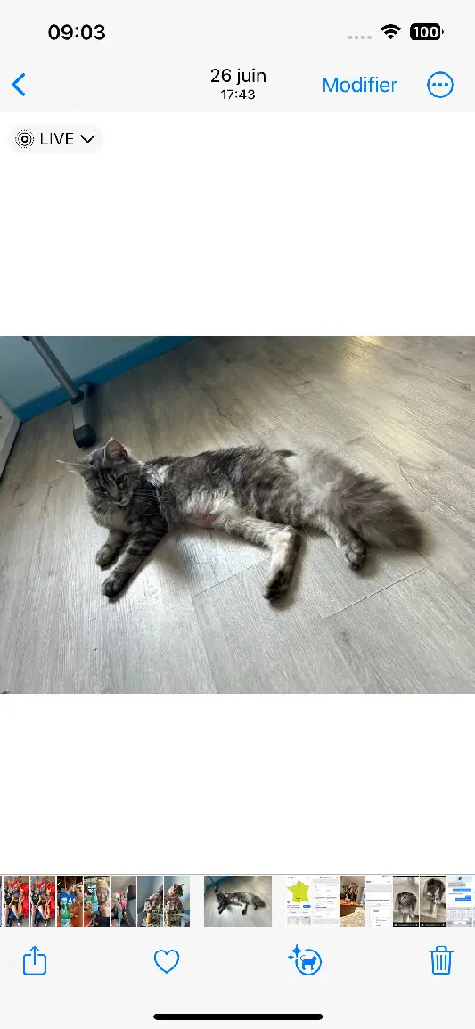 Chatte Perdue 54 Meurthe-et-Moselle Chatte Perdue 54 Meurthe-et-Moselle
