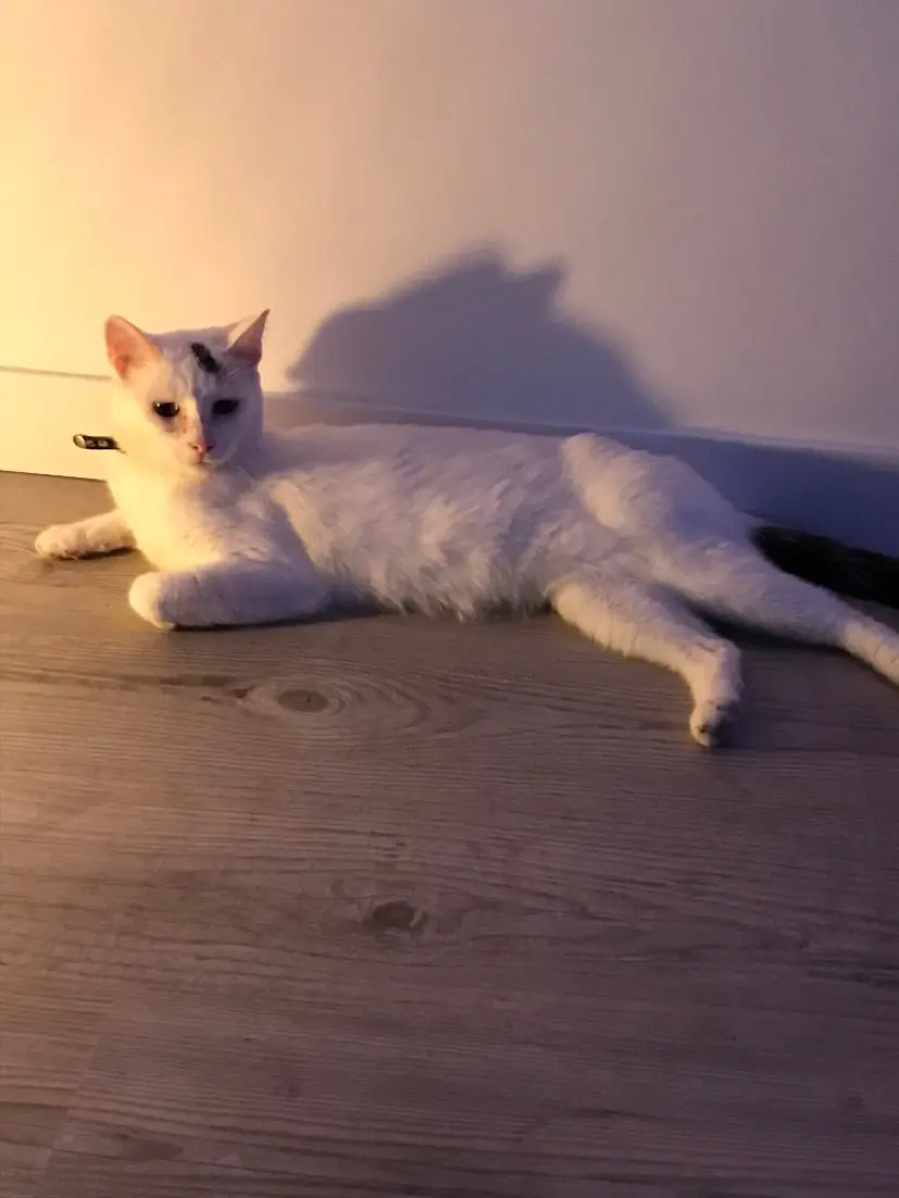 Chatte Perdue 54 Meurthe-et-Moselle Chatte Perdue 54 Meurthe-et-Moselle